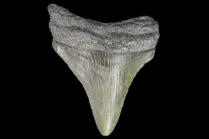 Juvenile Megalodon Tooth - Georgia #75324